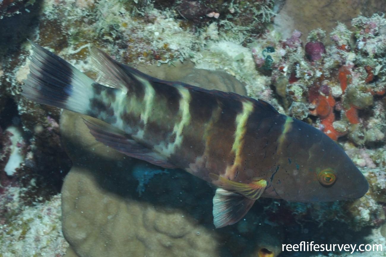 RLS Cheilinus fasciatus