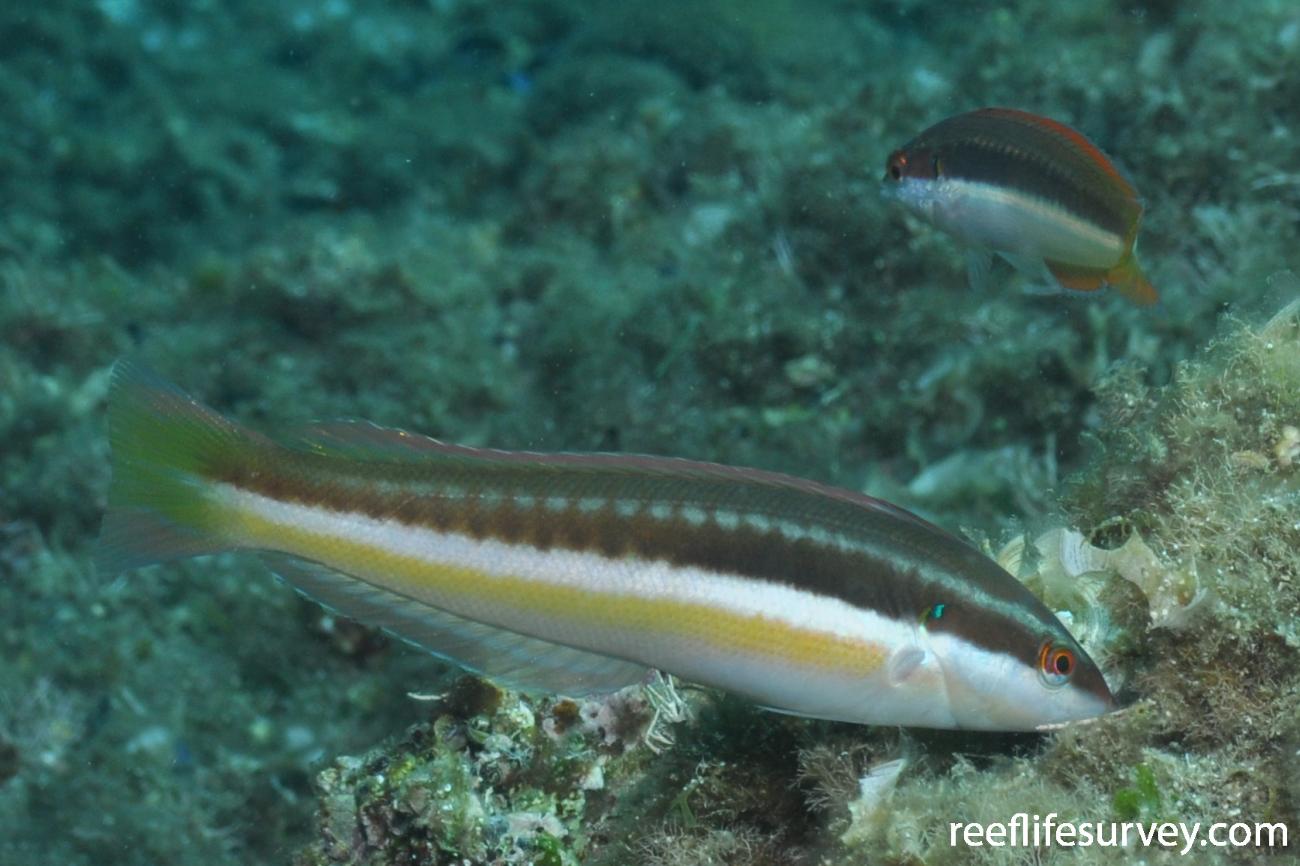 Coris julis Mediterranean Rainbow Wrasse