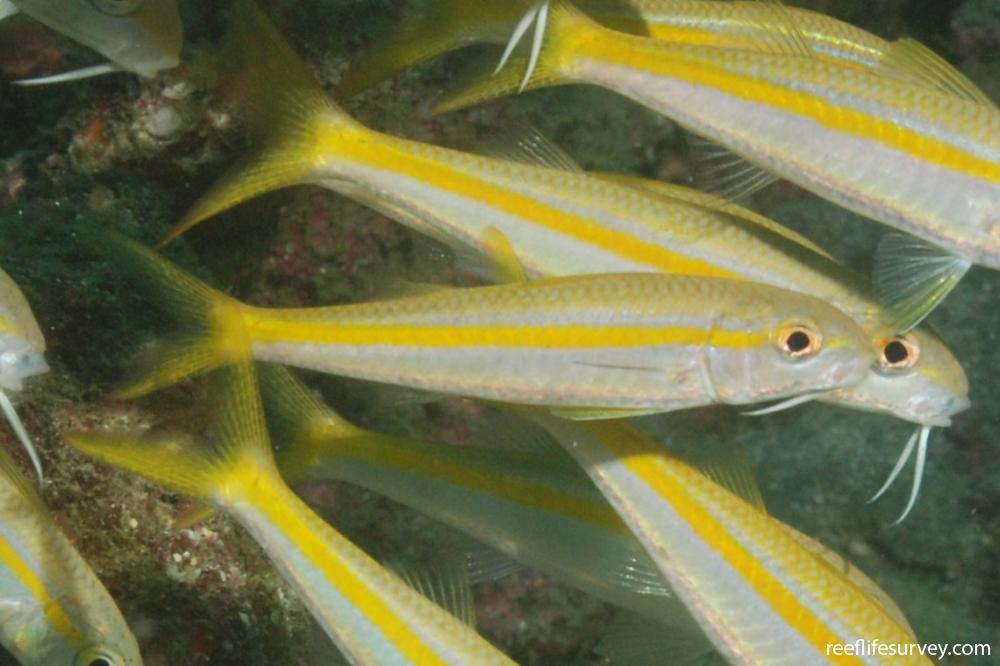 Mulloidichthys dentatus