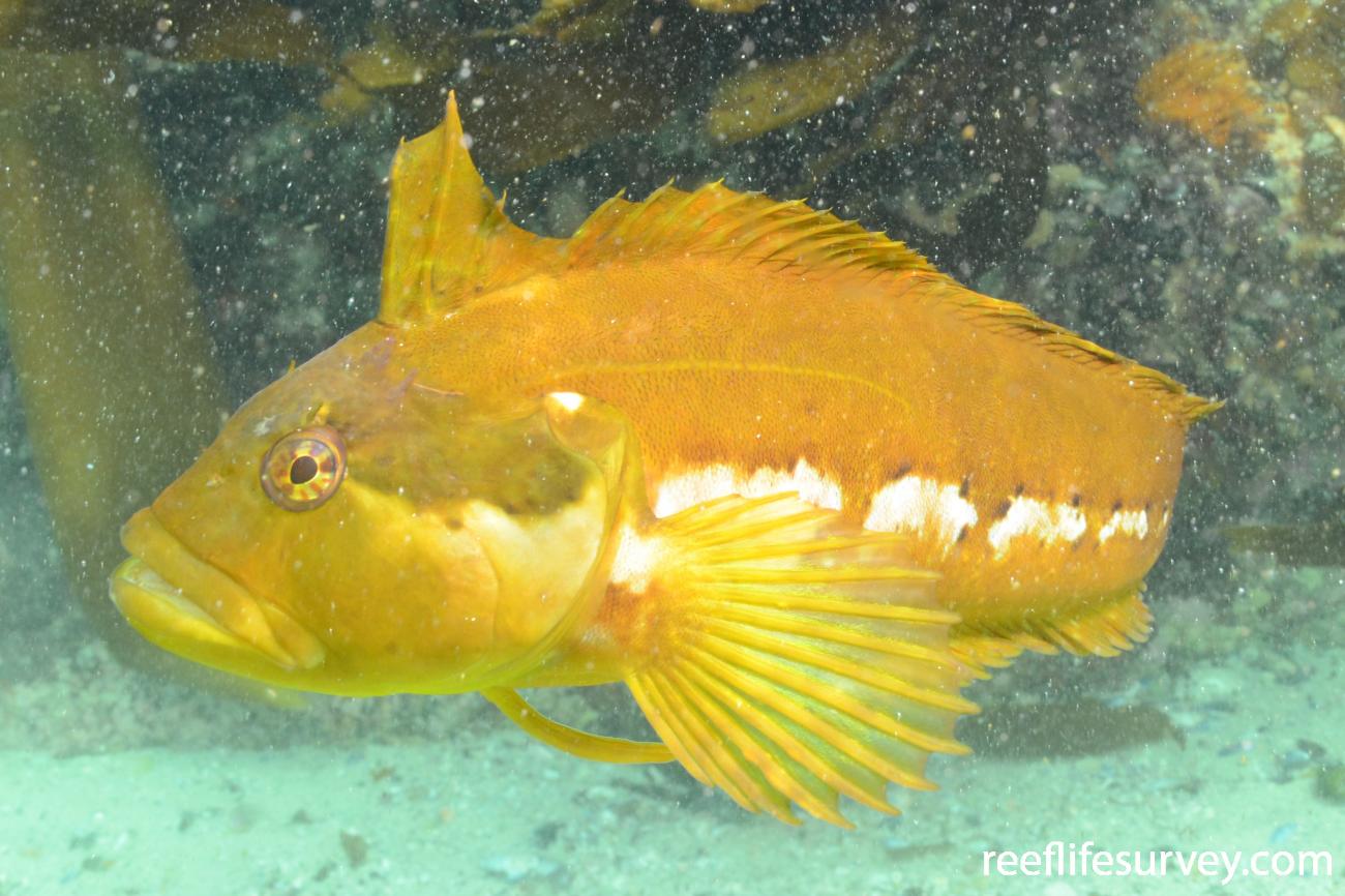 Clinus superciliosus Super Klipfish