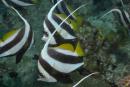 Heniochus diphreutes