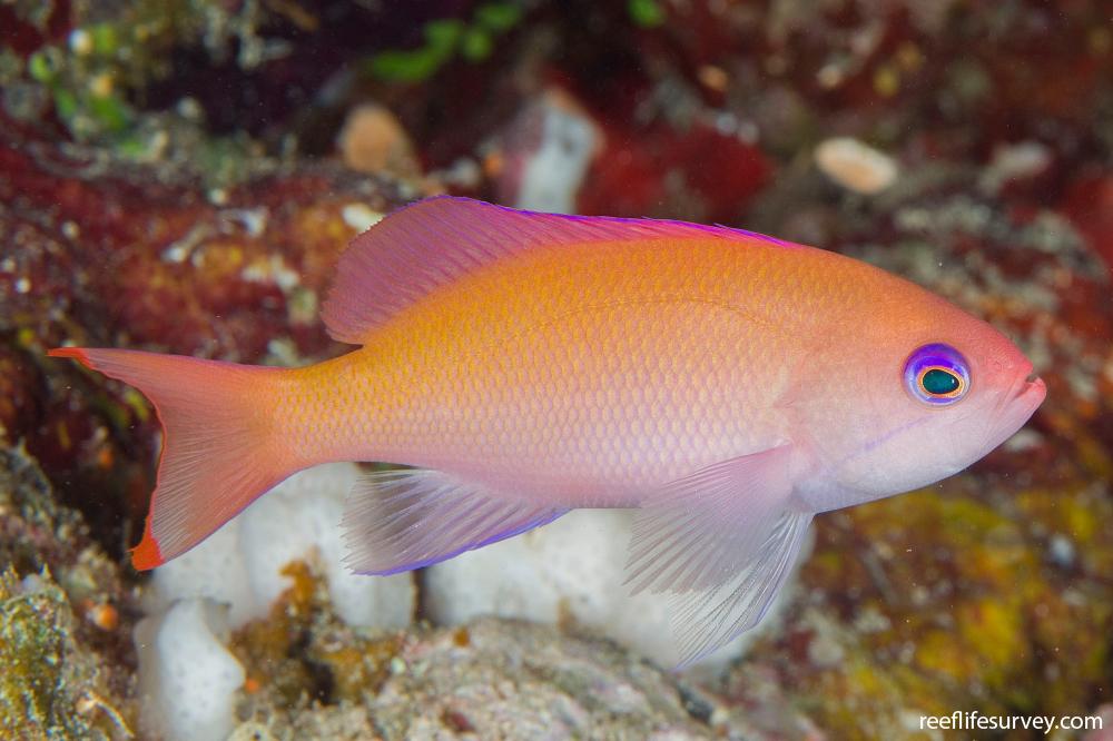 Pseudanthias hypselosoma