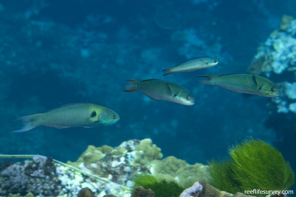 Thalassoma amblycephalum