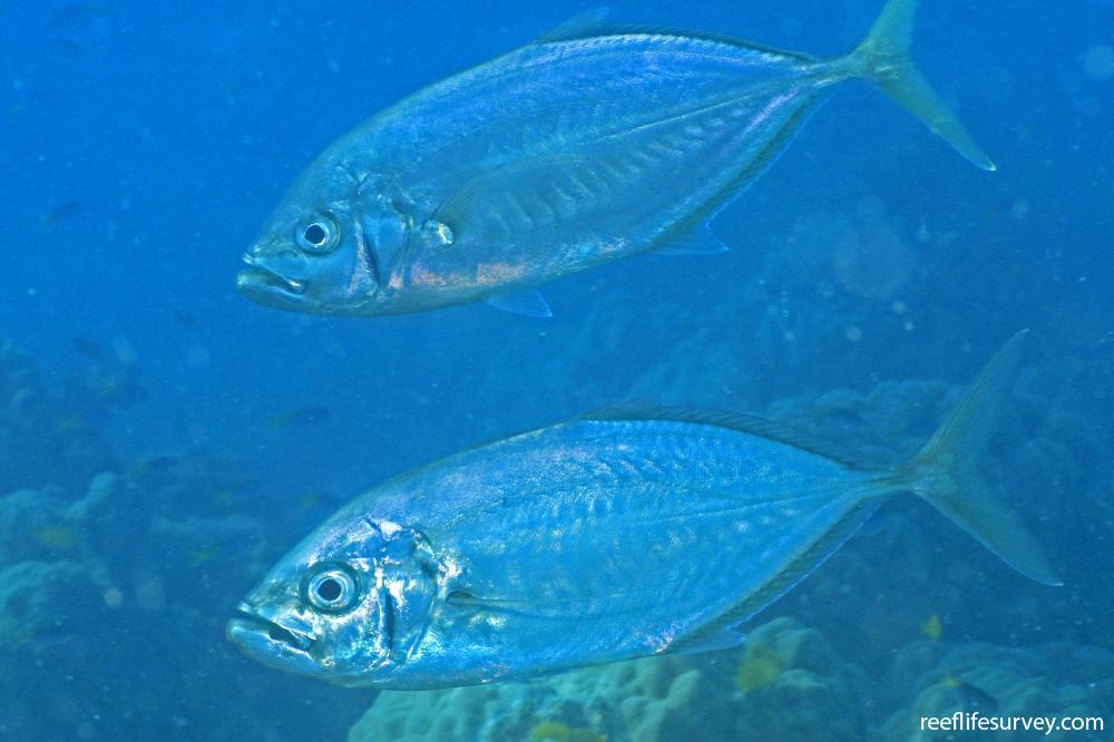 Carangoides plagiotaenia