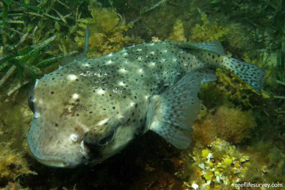 Chilomycterus reticulatus