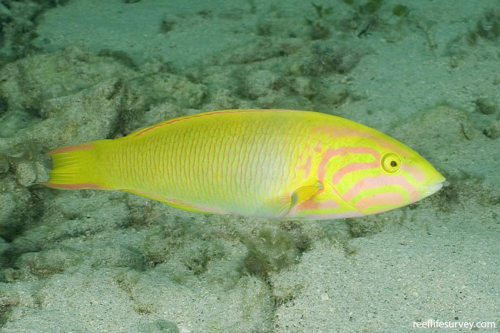 Thalassoma lutescens