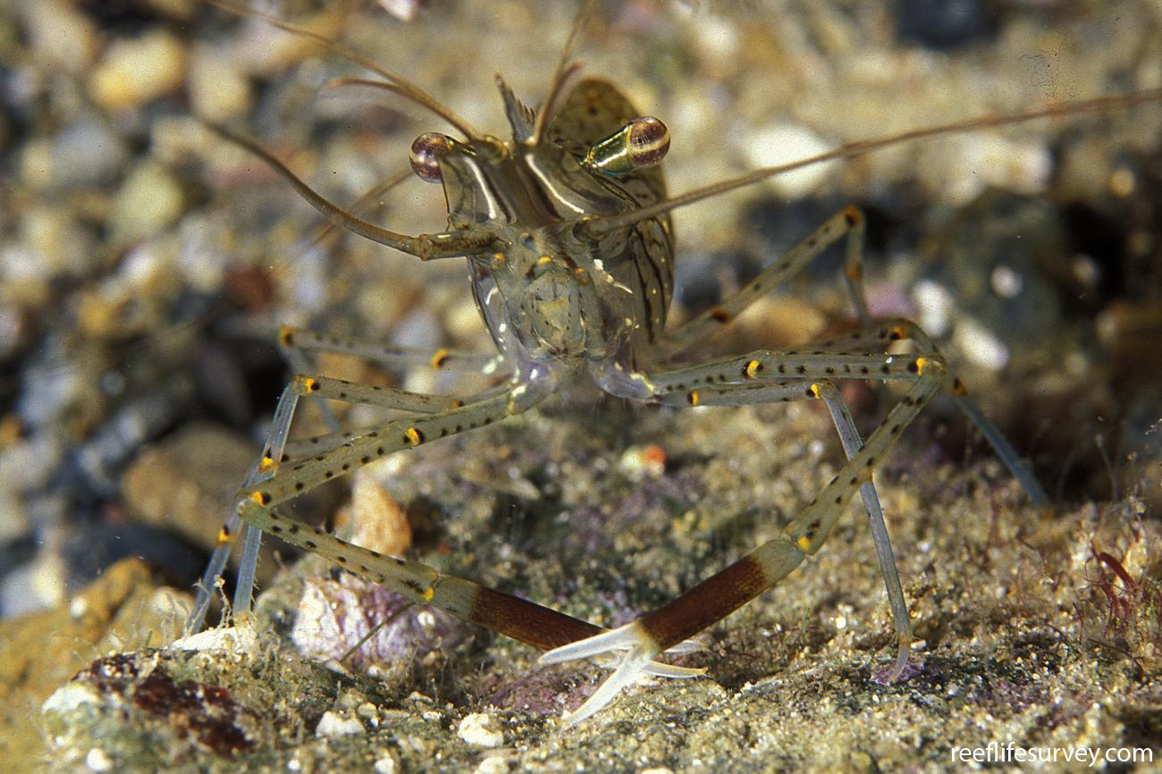 Palaemon serenus, Narooma, NSW,  Photo: Andrew Green