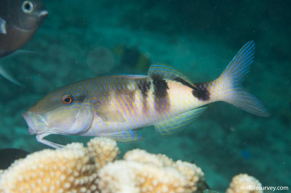 Parupeneus multifasciatus