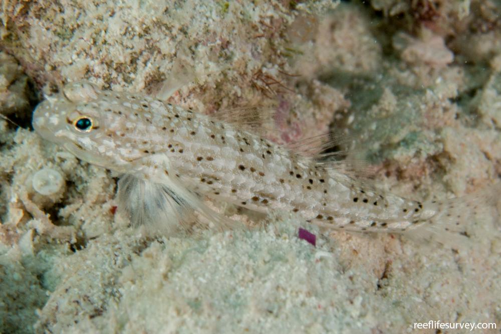 Istigobius goldmanni