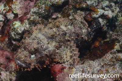 Scorpaenopsis possi