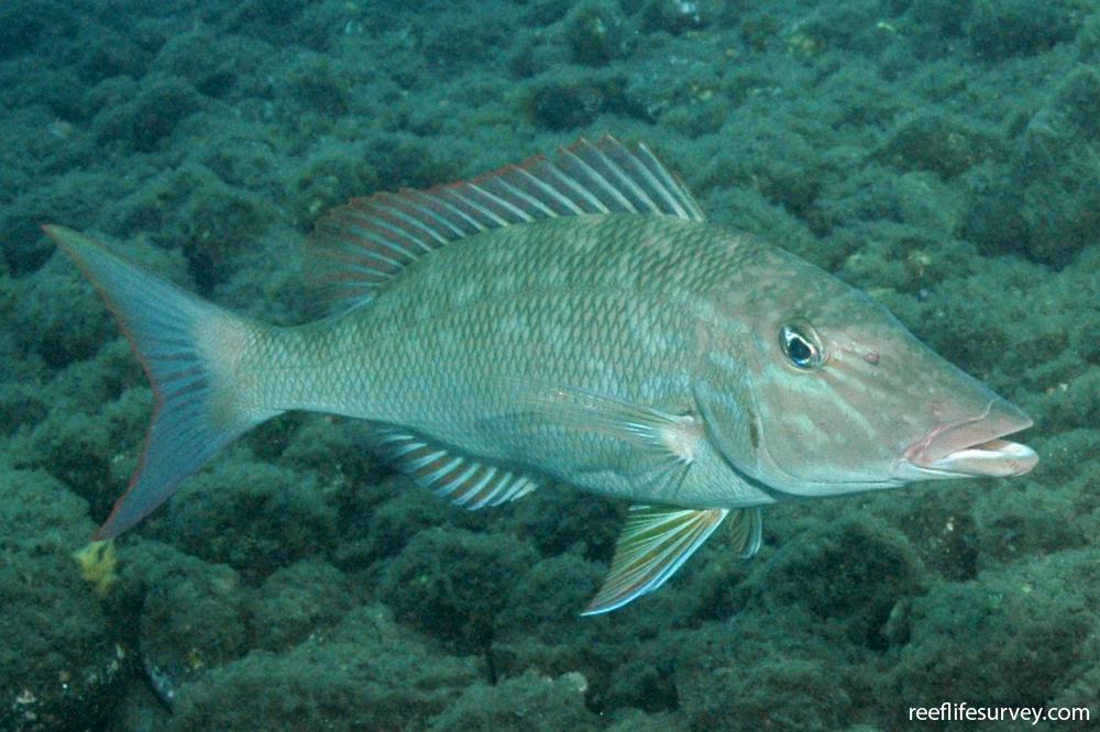 Lethrinus microdon