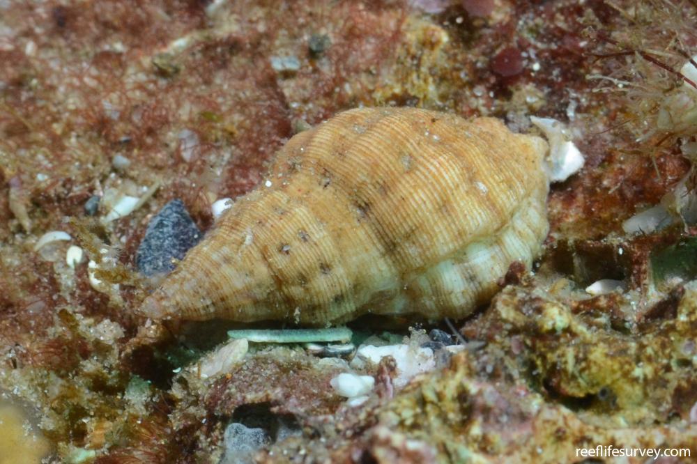 Agnewia tritoniformis