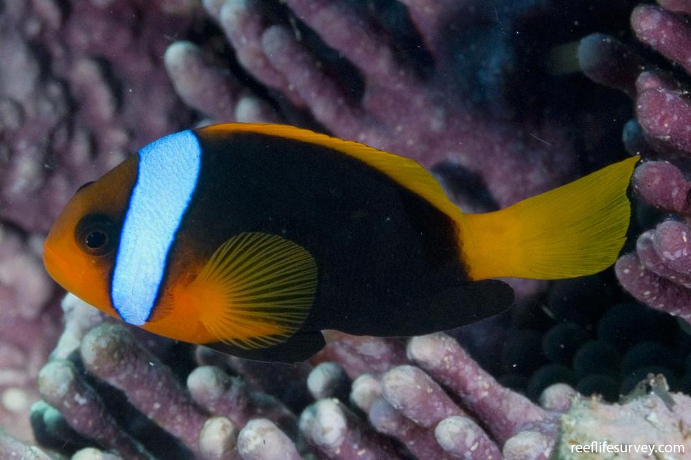 Amphiprion melanopus