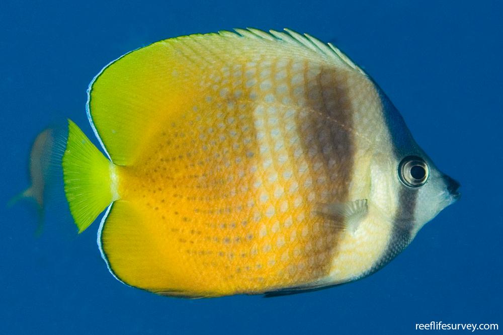 Chaetodon kleinii