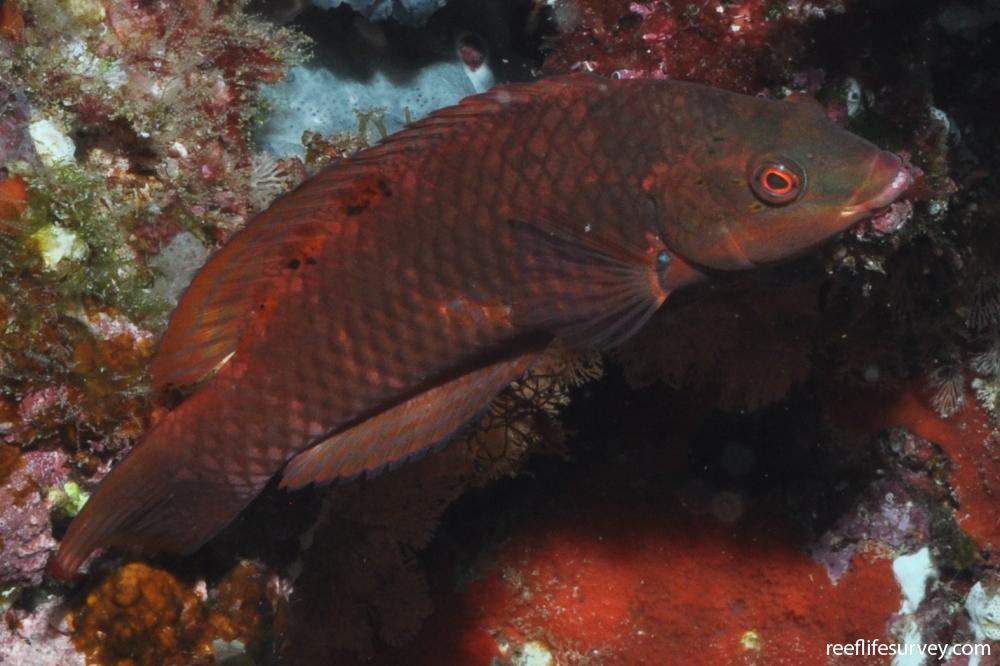 Pseudolabrus luculentus