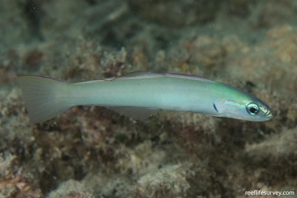 Ptereleotris microlepis