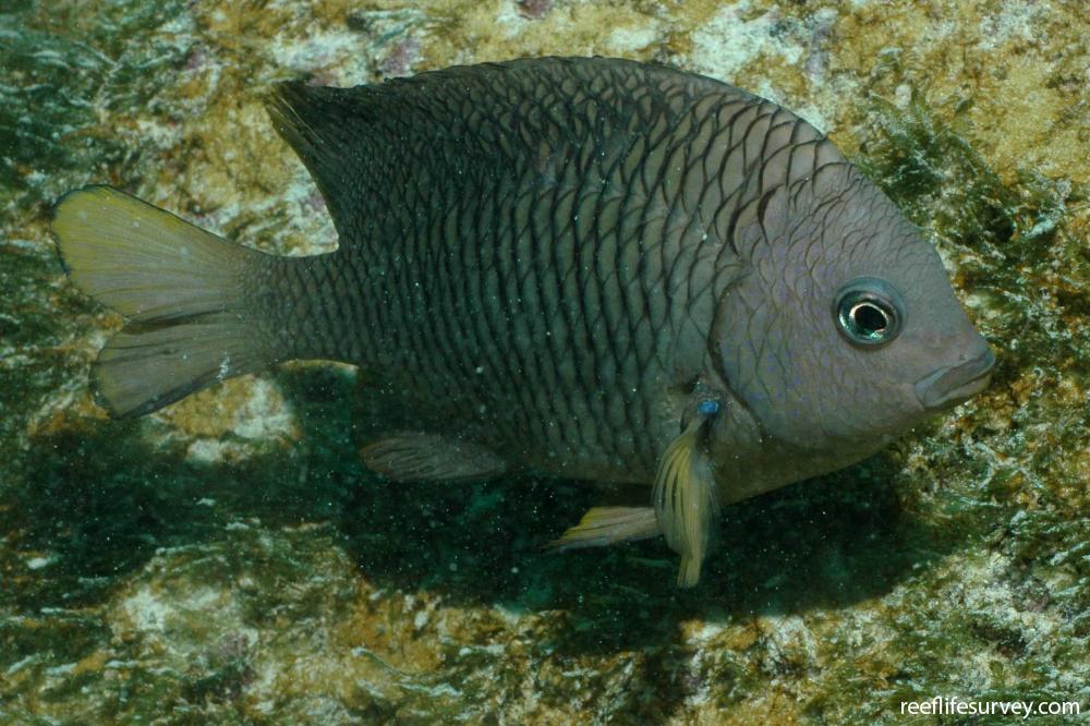 Stegastes flavilatus