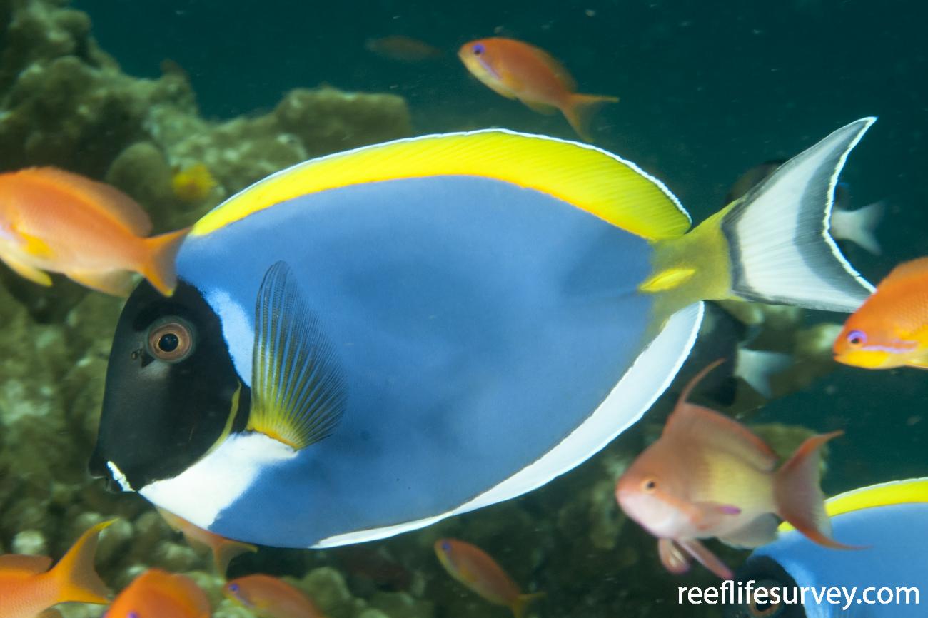 Acanthurus Leucosternon Powderblue Surgeonfish ReefLifeSurvey