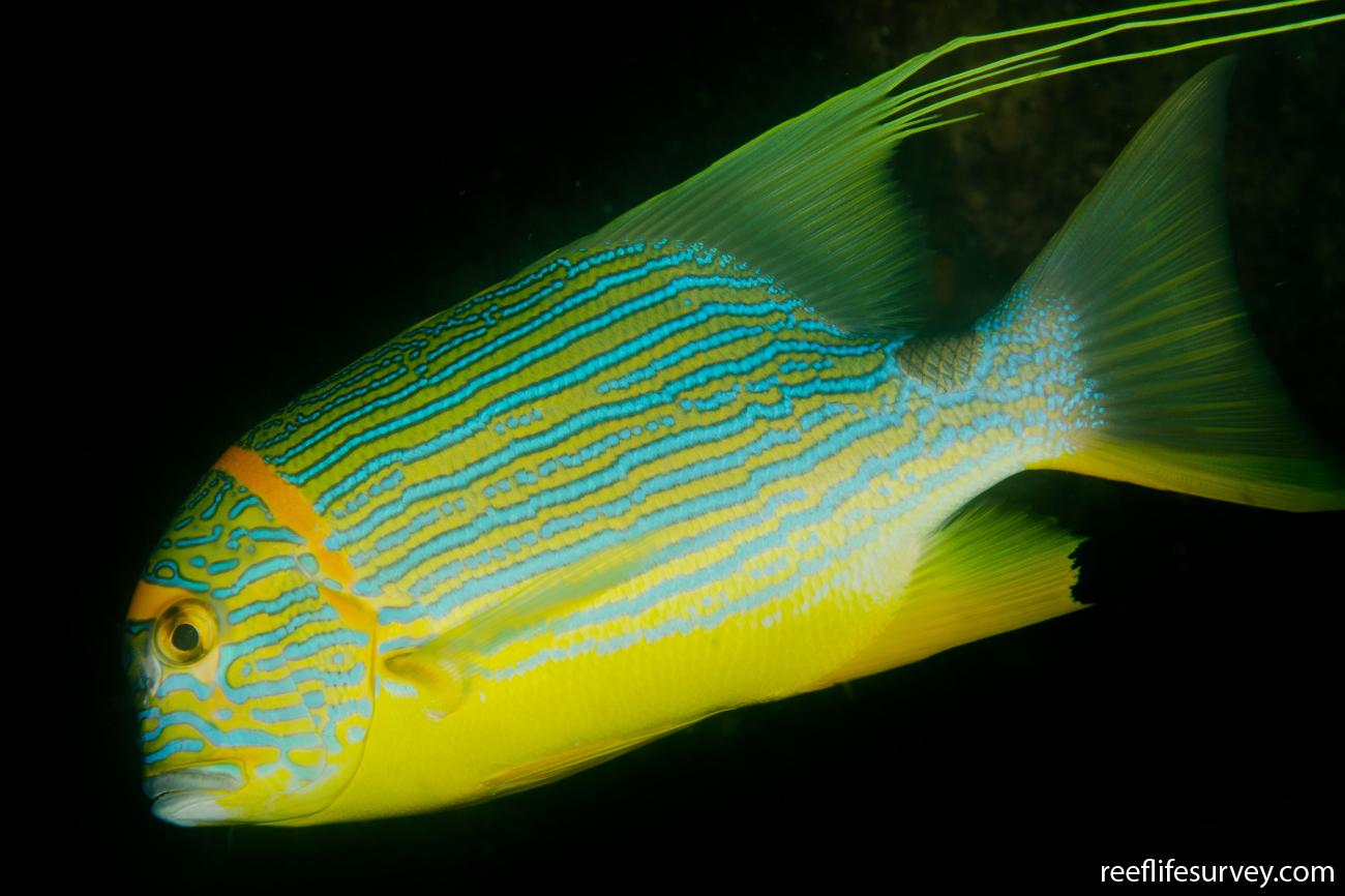 Symphorichthys spilurus - Sailfin Snapper | ReefLifeSurvey.com