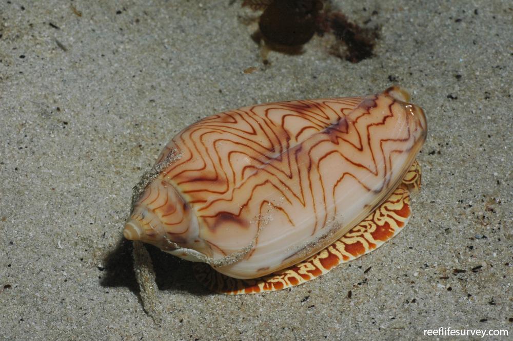 Amoria undulata