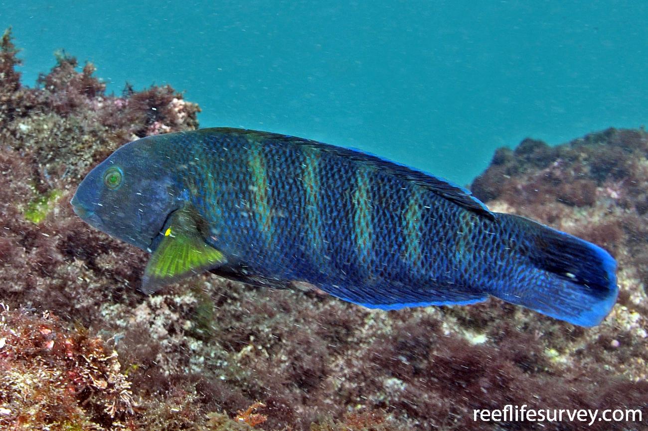 Thalassoma septemfasciatum, Female, Rottnest Is, WA,  Photo: Rick Stuart-Smith
