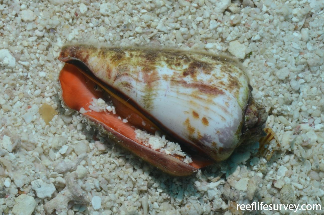 Strombus luhuanus, Coral Sea, Australia,  Photo: Graham Edgar