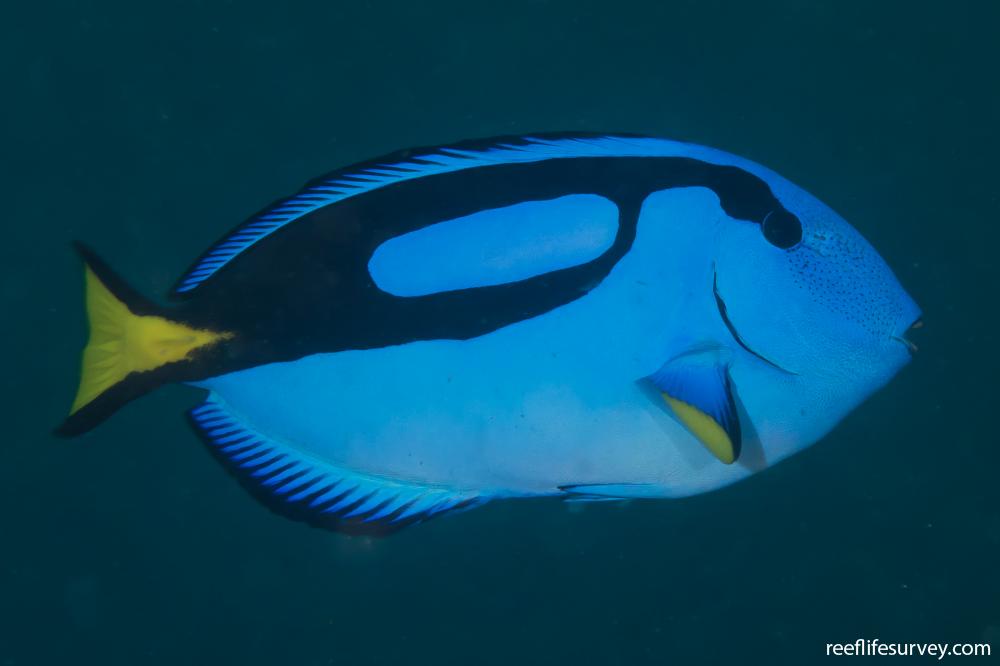 Paracanthurus hepatus