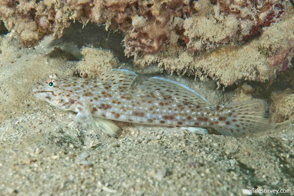 Istigobius rigilius