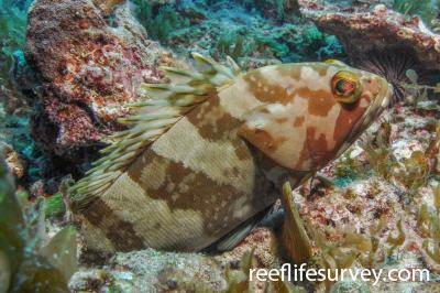 Epinephelus Tauvina Greasy Rockcod Reef Life Survey