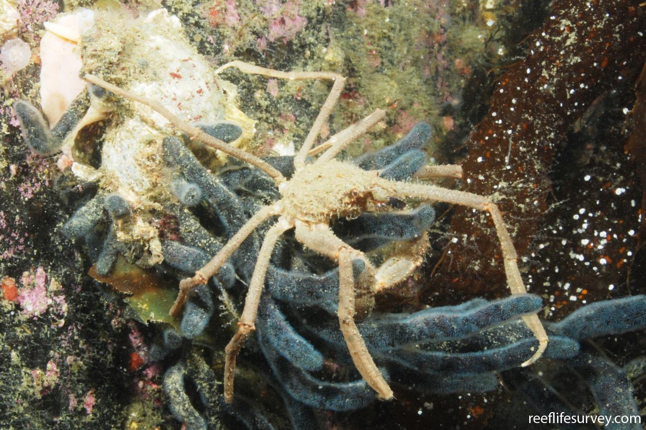 Eurypodius latreillii, Antartica Chilena, Chile,  Photo: Graham Edgar