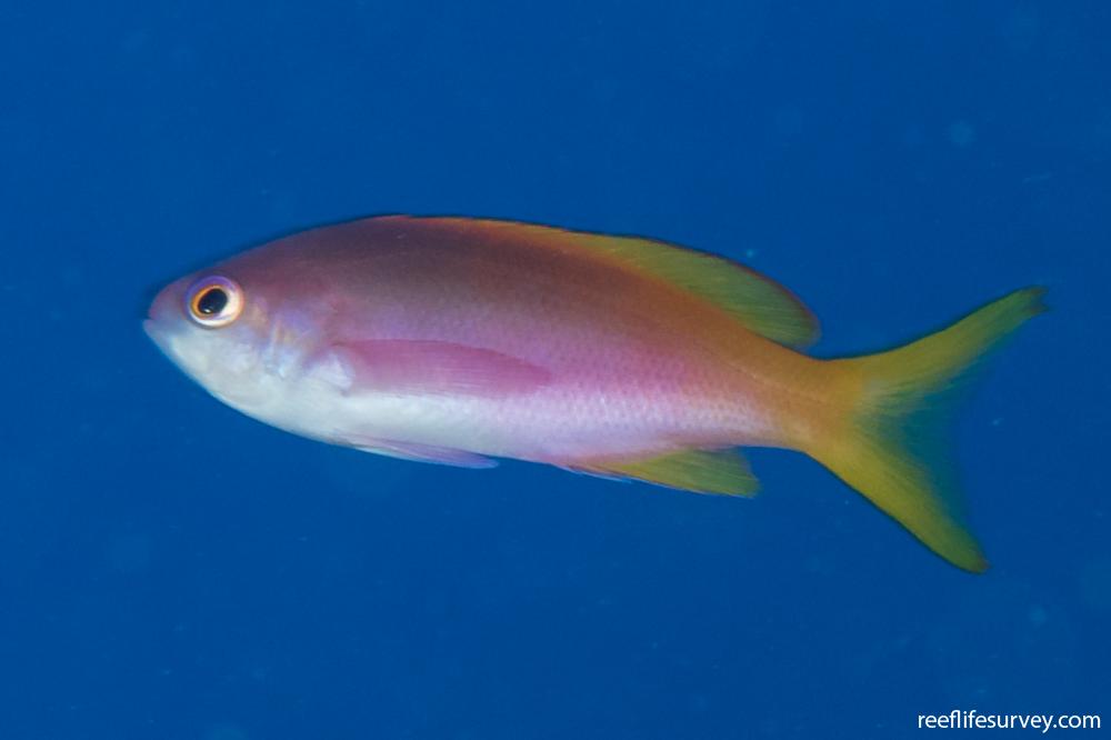 Pseudanthias pictilis