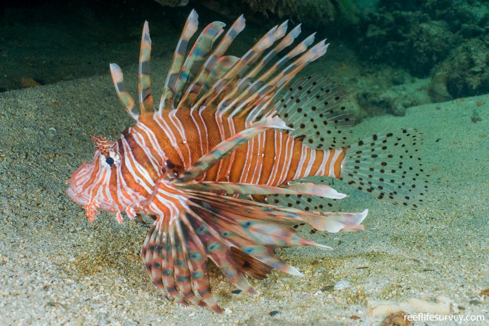 Pterois volitans