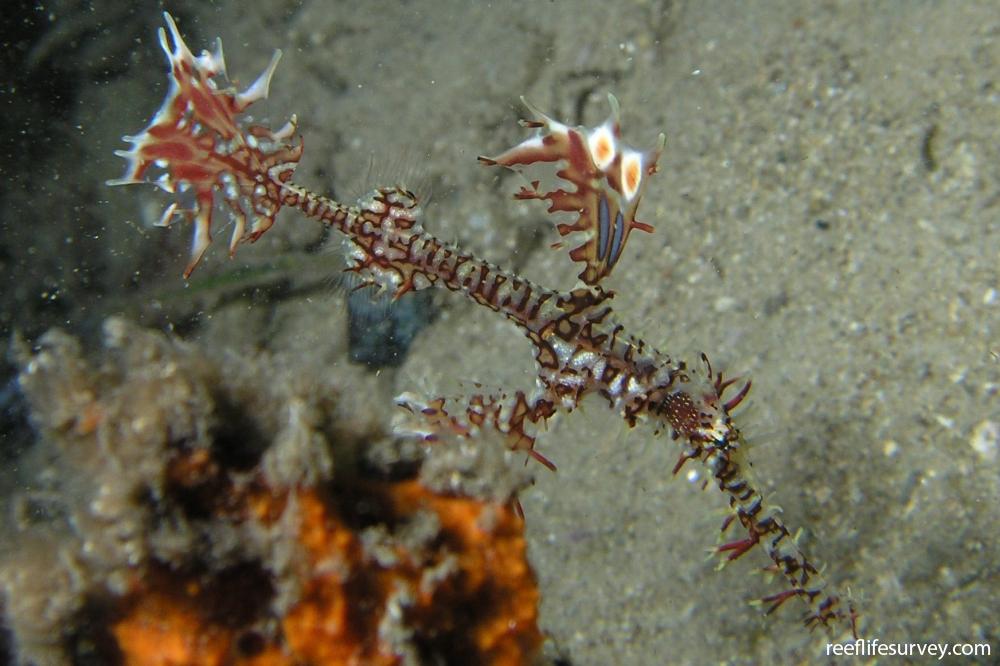 Solenostomus paradoxus