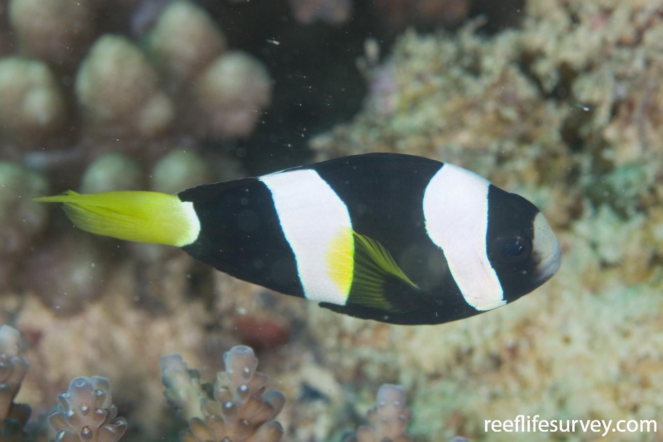 Amphiprion clarkii Clarks Anemonefish