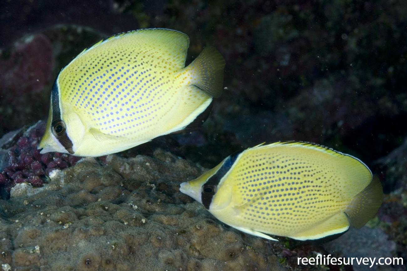 Chaetodon citrinellus, Coral Sea, Australia,  Photo: Andrew Green