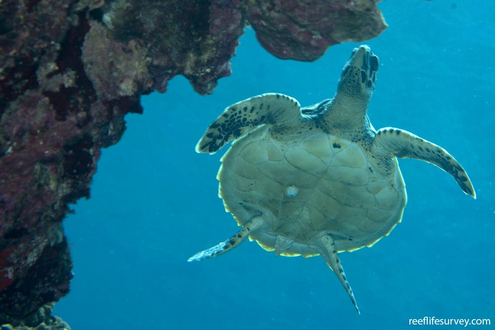 Chelonia mydas