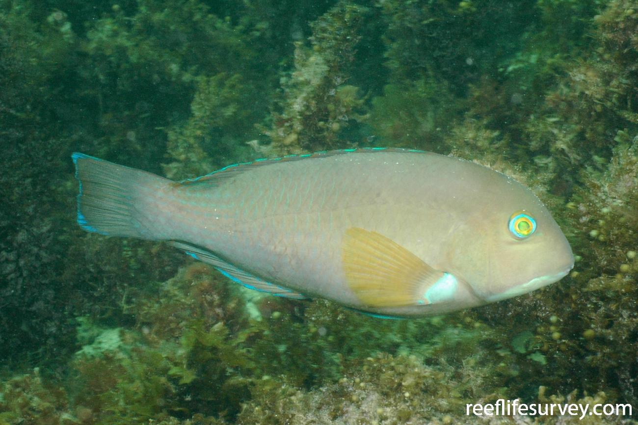 Choerodon rubescens Baldchin Groper