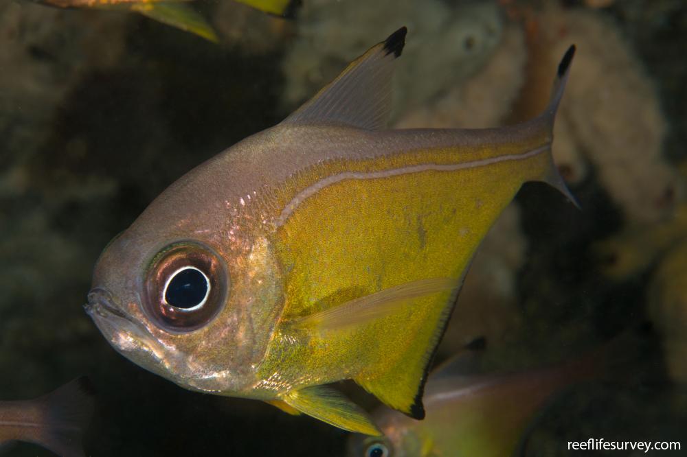 Pempheris affinis