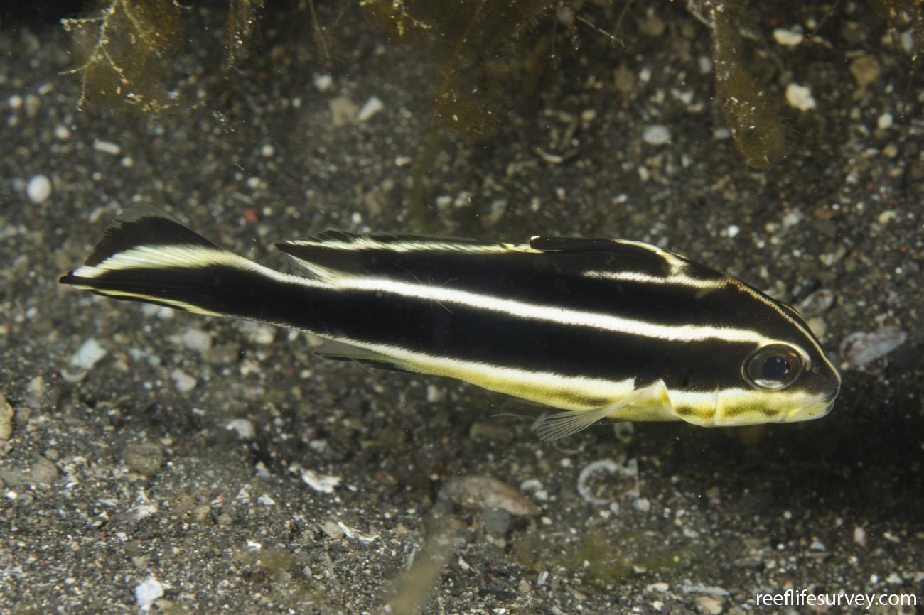 RLS Plectorhinchus lessonii