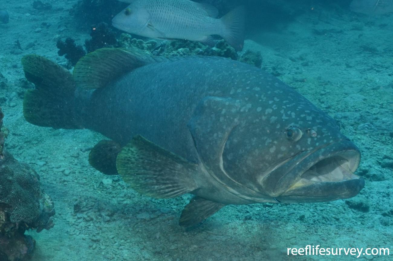 Epinephelus lanceolatus Brindle Bass