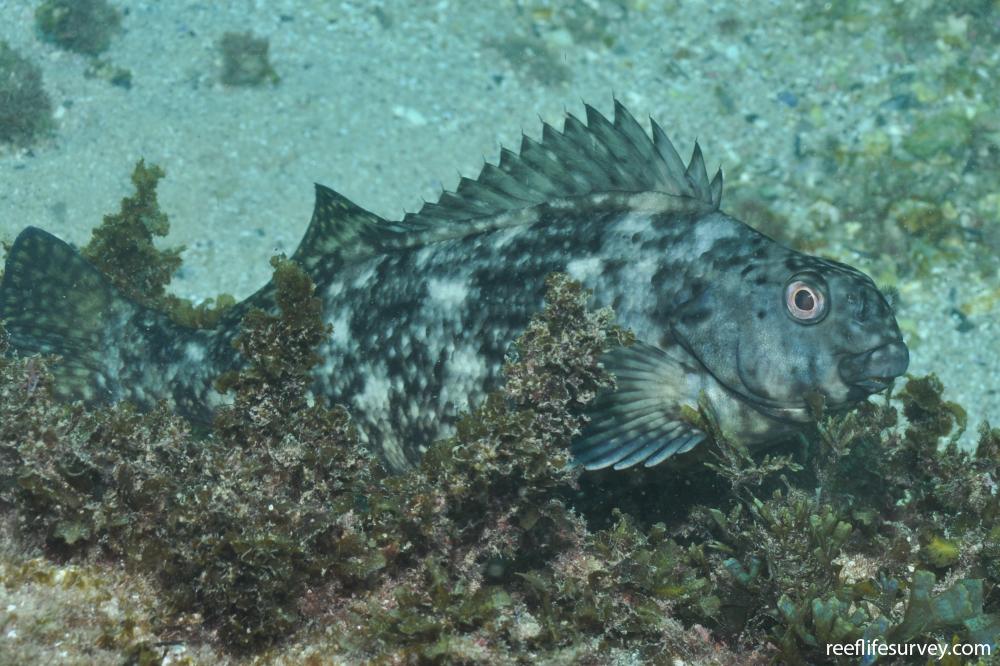 Aplodactylus lophodon