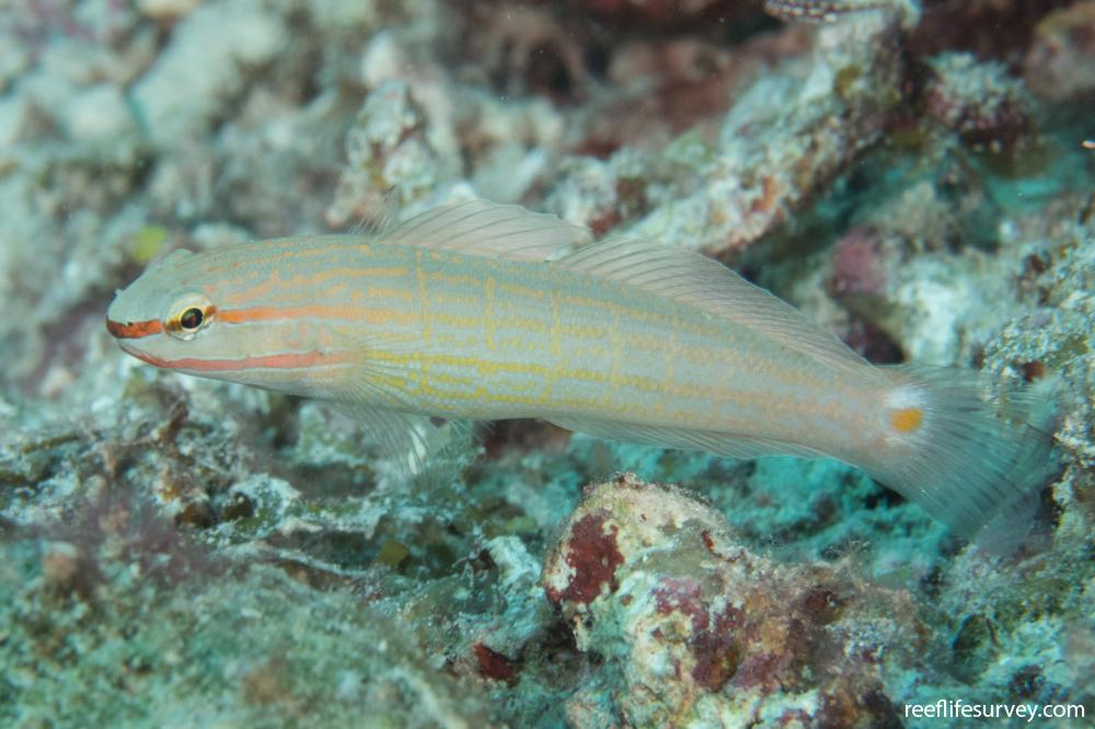 Amblygobius decussatus