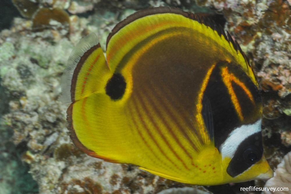 Chaetodon Lunula Racoon Butterflyfish Reef Life Survey