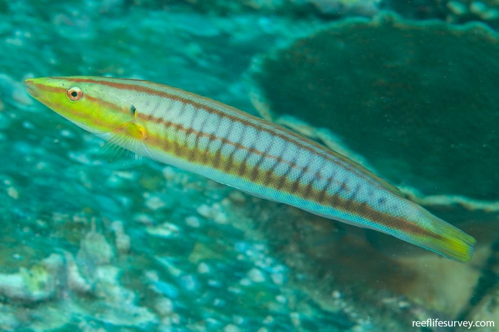 Hologymnosus doliatus