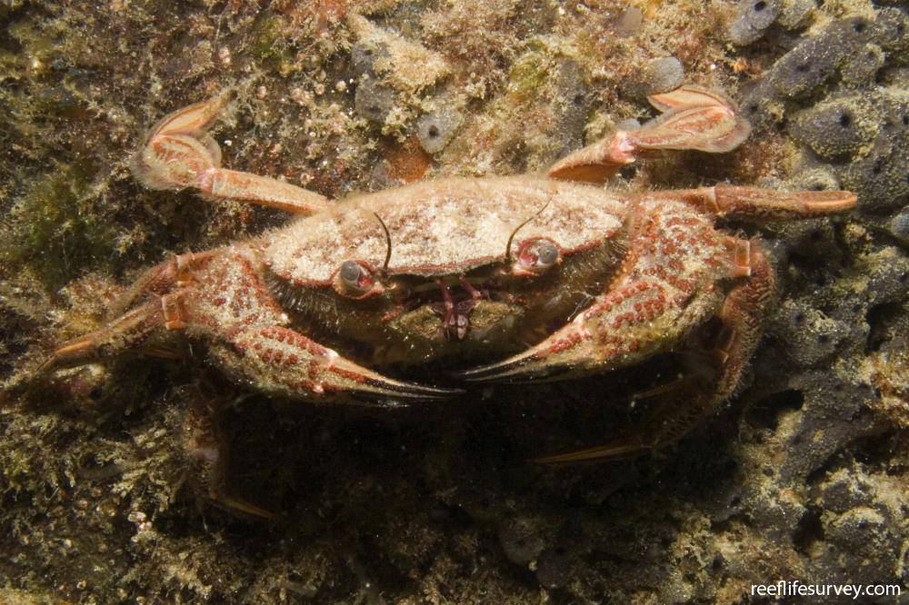 Nectocarcinus integrifrons