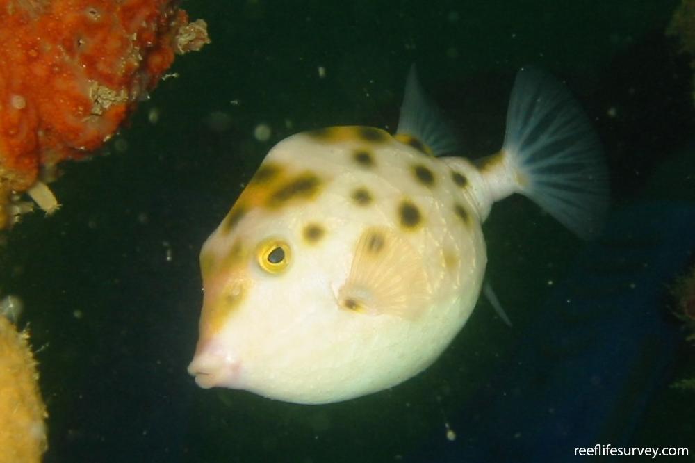 Anoplocapros amygdaloides