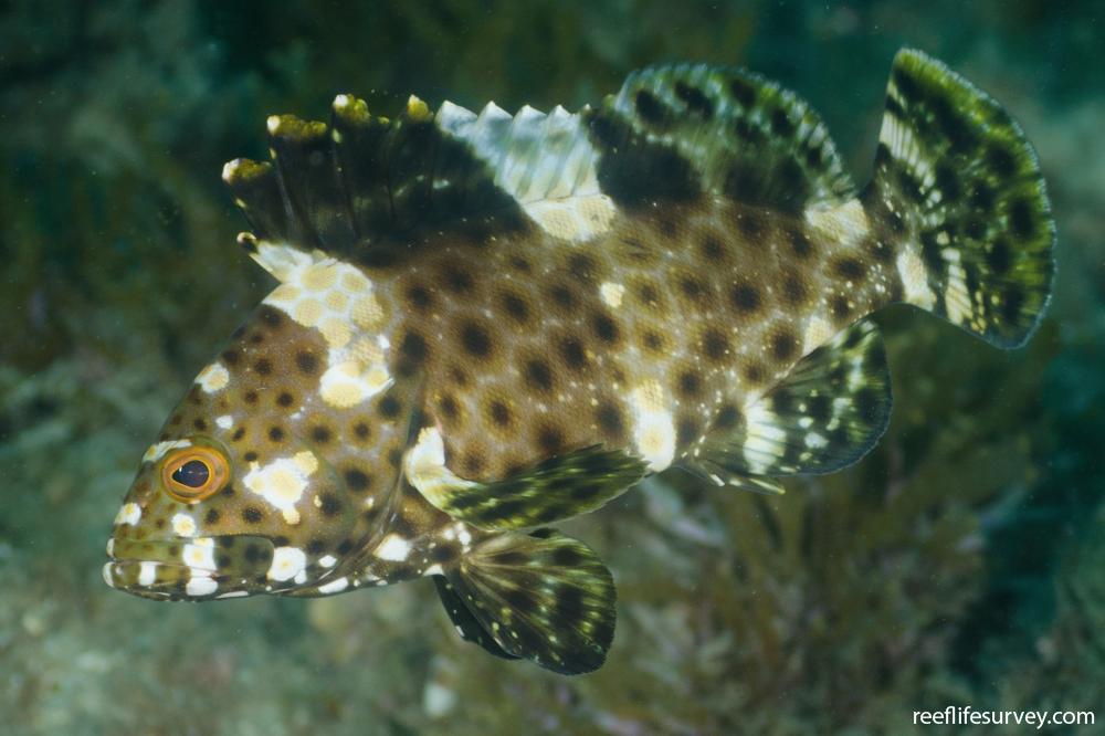 Epinephelus maculatus