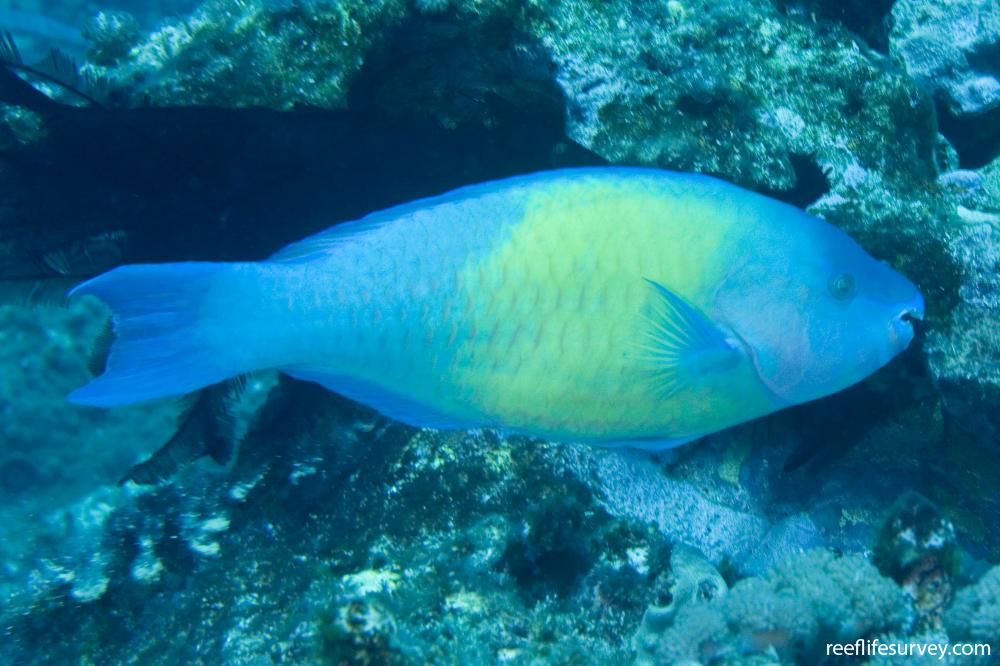 palenose parrotfish