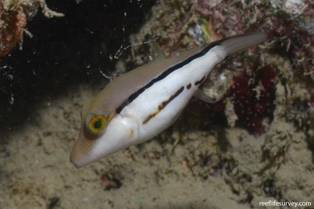 Canthigaster figueiredoi