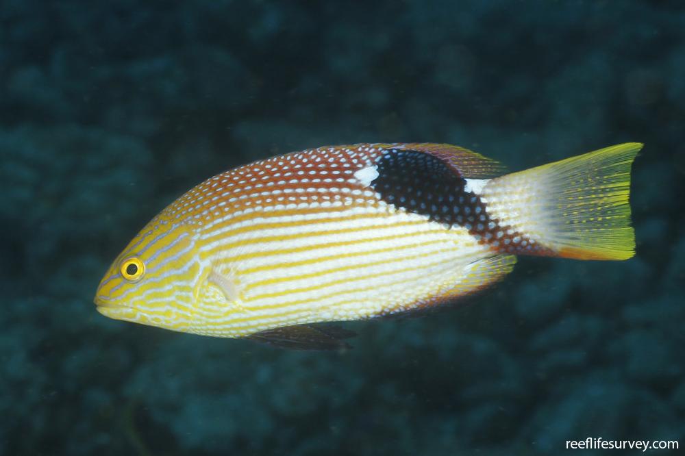 Bodianus loxozonus